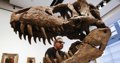 Monster dinosaur T-rex may have actually been 70% bigger than we think