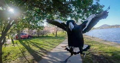 Magpie attacks in Canberra plummet this swooping season