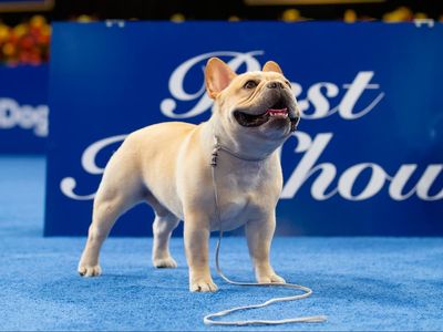 French bulldog crowned winner of National Dog Show for first time