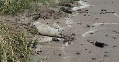 East Lothian man finds injured seal pup washed up on popular beach