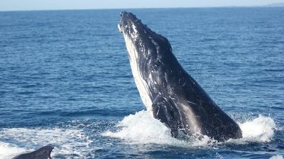 Whale hearing tested off Qld coast to help protect the mammals from man-made noises