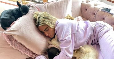 Katie Price's dog 'killed in horror crash as tragedy marks her sixth pet to die'