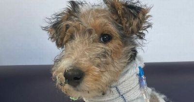 Tiny puppy left on 'brink of death' after being mauled by large dog