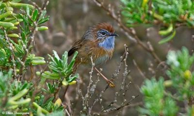 Rocket launches pose extinction-level threat to SA’s tiny southern emu wren, conservationists warn