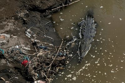 Costa Rica crocodiles survive in 'most polluted' river