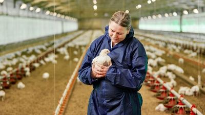 Australian chicken meat industry fighting to dispel pervasive hormone myth
