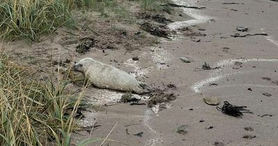 'Helpless' seal pup put to sleep after being found injured on East Lothian beach
