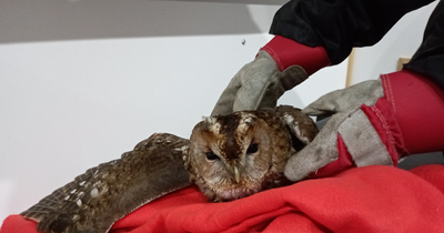 Owl freed from Edinburgh canal after getting tangled in dumped fishing line