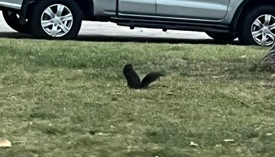 Work and a black squirrel, wild turkeys, ice fishing and the joy of hunting PHAs