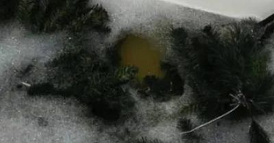 Woman sparks debate as she admits to washing her Christmas tree in the bath