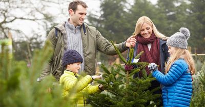 Christmas tree warning as prices set to rise due to shortage