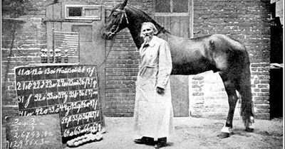 How clever was Hans the wonder horse?