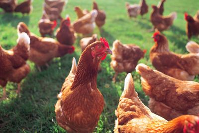 Tips for raising backyard hens for eggs