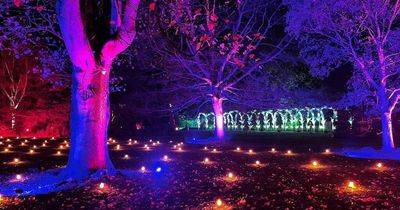 'Christmas trail with thousands of sparkling lights I want to visit again and again'