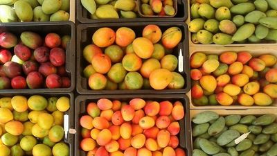 New wave of mango varieties hit Australian supermarket shelves