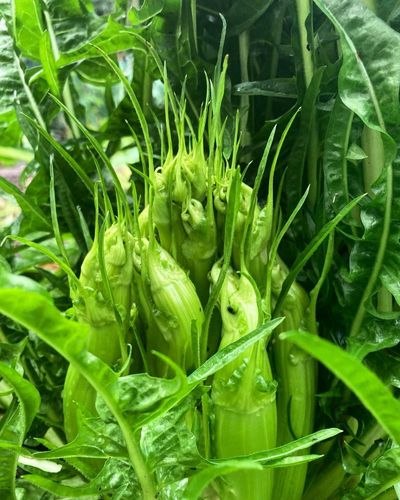 A year of highs and lows on the allotment