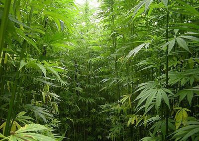 Home Office hampering potential of Scottish hemp farmers, experts say