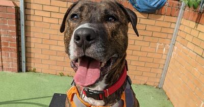 Dogs at Bristol Animal Rescue Centre looking for a new home this Christmas