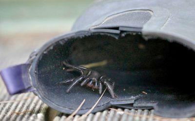 Funnel-web spiders come out to play amid perfect weather conditions