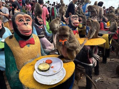 Monkeys in central Thailand city mark their day with feast