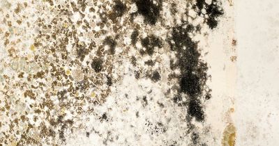 'Game changing' product that cures damp, mould and condensation inside your home