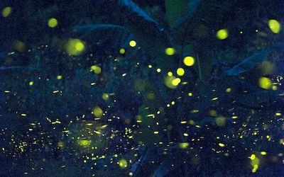 Firefly swarms may have finally solved a 20-year-old scientific mystery