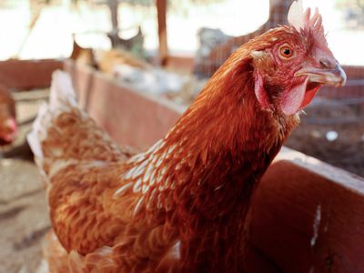 Bird flu outbreak drives Nebraska to cull 1.8 million more chickens