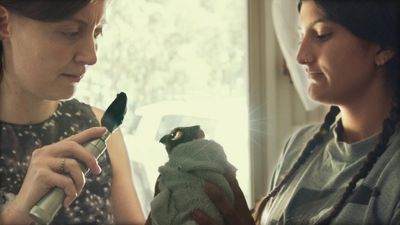 Raptor Rehabilitation Centre helps injured birds of prey recuperate