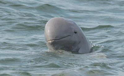 Rare dolphins, whales spotted in Upper Gulf