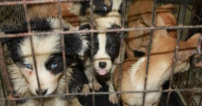 Criminal gangs selling sick and dying puppies online to Glasgow families this Christmas