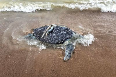 2kg garbage in dead sea turtle