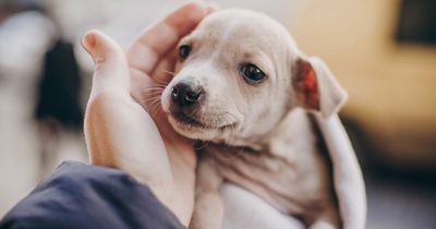 Scots buying puppies for Christmas warned over fears sick and dying dogs being sold by criminal gangs