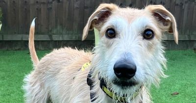 Dogs Trust West Calder appeal for new home for three-year-old Lurcher Noah