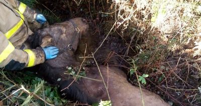 Shocking photos of horse trapped in clogged Dublin ditch