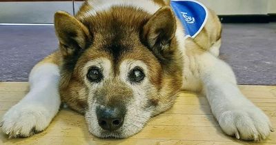 Dedicated blind therapy dog saved by vets so she can carry on working for the NHS