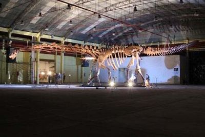 Largest ever dinosaur to be shown at South Kensington’s Natural History Museum - if it will fit