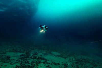 Scientists discover new kind of seaweed 100m below surface in Antarctica