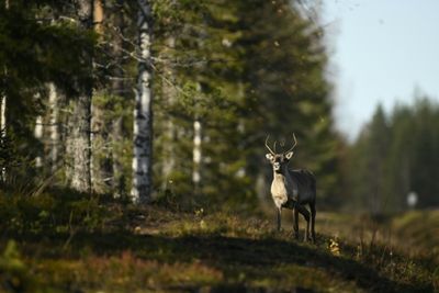 Activists file legal challenge over Finnish climate inaction