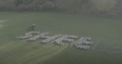Paddy Power gets 1,200 sheep to send Wales a good luck message ahead of England World Cup clash
