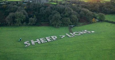 Paddy Power get behind Wales ahead of England clash with huge sign formed by sheep