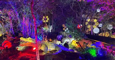 West Lothian zoo hosts spectacular Christmas lights trail and Santa's Grotto