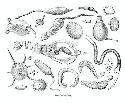 Review: Siddartha Mukherjee's new book reveals the body's building blocks in a new light