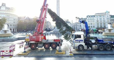 Norway's annual gift Christmas tree mocked as 'limp' and 'scrawny' as it arrives in UK