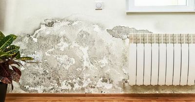 TikToker's 'game changing' product that prevents damp, mould and condensation in your home