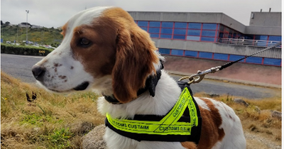 Dublin Airport dog search finds 150kg chewing tobacco while two arrested with 4kg cannabis at ferry port