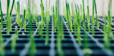 Chasing future biotech solutions to climate change risks delaying action in the present – it may even make things worse