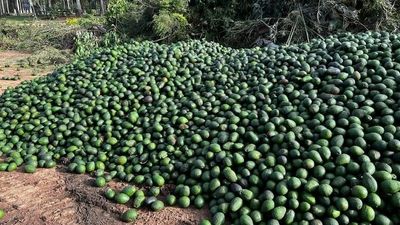 Avocados Australia explores export markets as farmers brace for another oversupply 'avolanche'