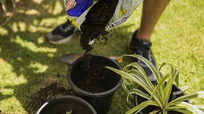 Gardeners warned of Legionnaires' disease danger while handling potting mix