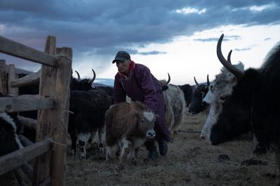 In Mongolia, climate crisis threatens herding traditions
