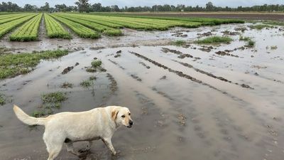 Storms, heavy rains drench parts of regional Queensland, with BOM forecasting more wet weather to come